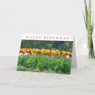 Yellow and red tulips in a field birthday card