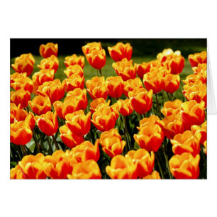 Yellow and red tulips in springtime floral card