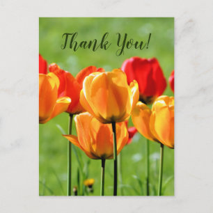 Yellow And Red Tulips Postcard