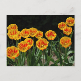 Yellow and Red Tulips Postcard