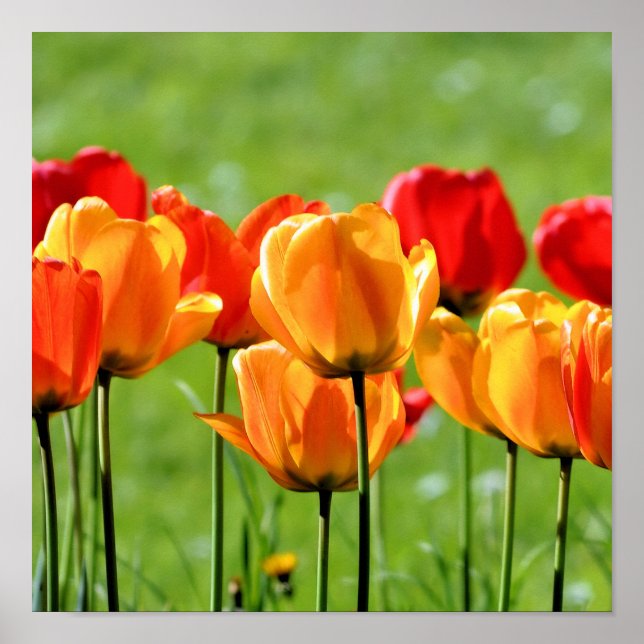Yellow And Red Tulips Poster (Front)