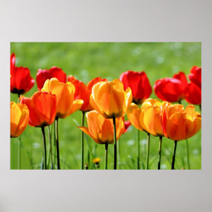 Yellow And Red Tulips Poster