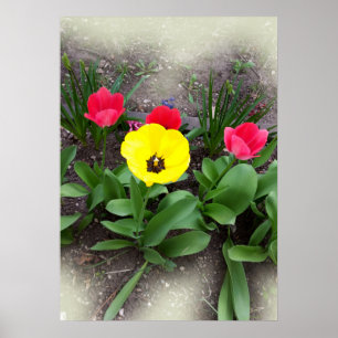 yellow and red tulips poster
