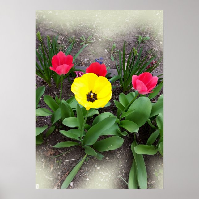 yellow and red tulips poster (Front)