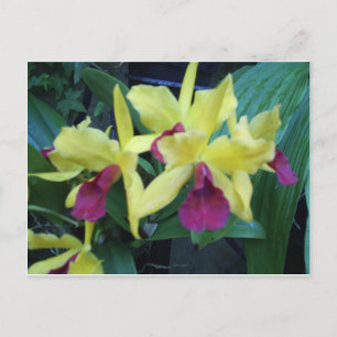 Yellow and Violet Orchids Postcard