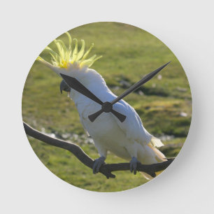 Yellow and White Cockatoo Parrot Round Clock
