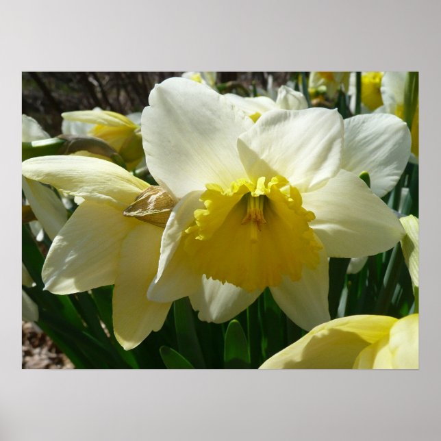 Yellow and White Daffodil Spring Floral Poster (Front)