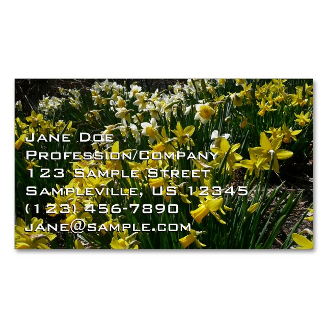 Yellow and White Daffodils Spring Flowers Magnetic Business Card (Front)