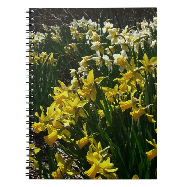 Yellow and White Daffodils Spring Flowers Notebook (Front)