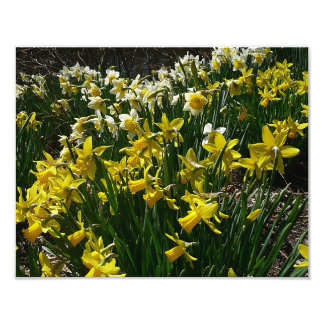 Yellow and White Daffodils Spring Flowers Photo Print (Front)