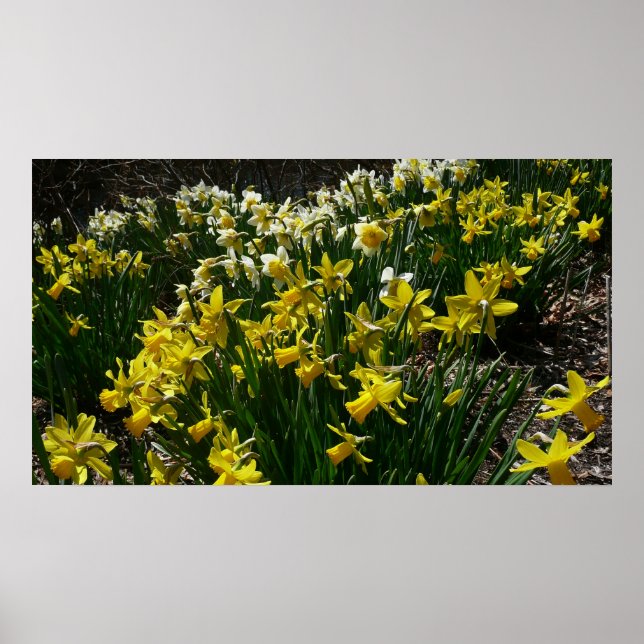 Yellow and White Daffodils Spring Flowers Poster (Front)