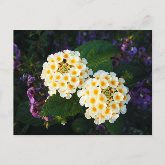 Yellow and White Lantana Postcard (Front)