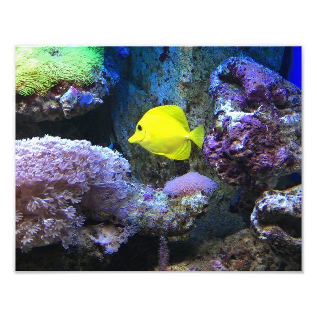 Yellow Angelfish Photo Print (Front)