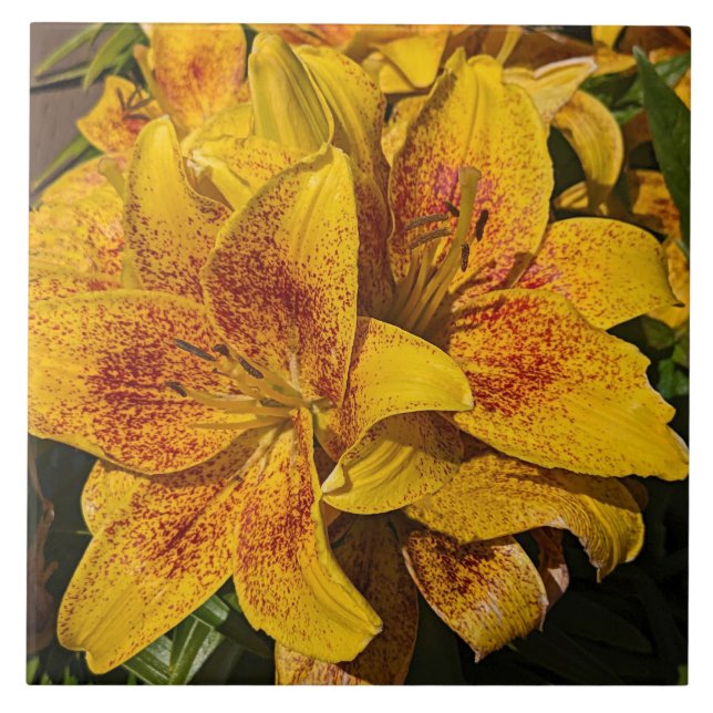 Yellow Astiatic Lily Blooms Floral Ceramic Tile (Front)