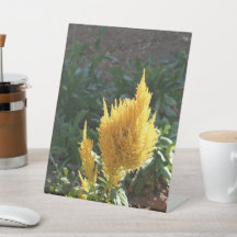 Yellow Astilbe flower