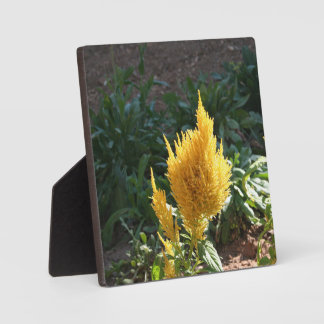 Yellow Astilbe flower Plaque