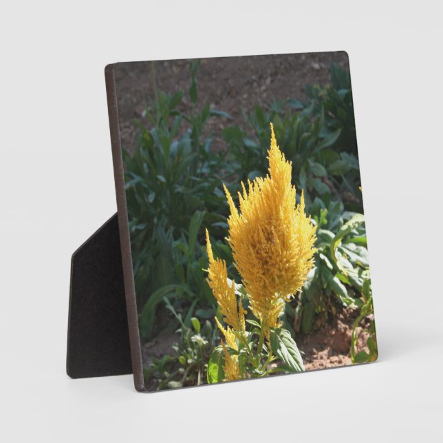 Yellow Astilbe flower Plaque (Front)