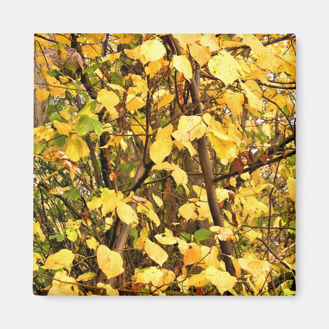 YELLOW AUTUMN LEAVES MAGNET (Front)