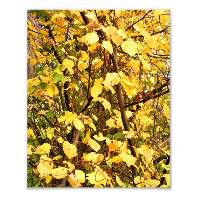 YELLOW AUTUMN LEAVES PHOTO PRINT (Front)
