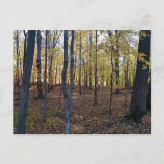 Yellow Autumn Postcard