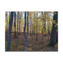 Yellow Autumn Postcard