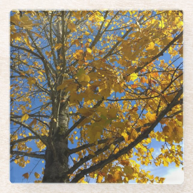 Yellow Autumn Tree Glass Coaster (Front)