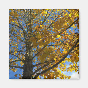 Yellow Autumn Tree Magnet