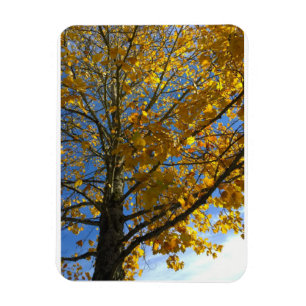 Yellow Autumn Tree Magnet