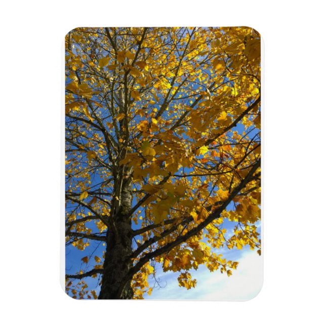 Yellow Autumn Tree Magnet (Vertical)
