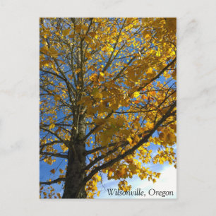 Yellow Autumn Tree Postcard