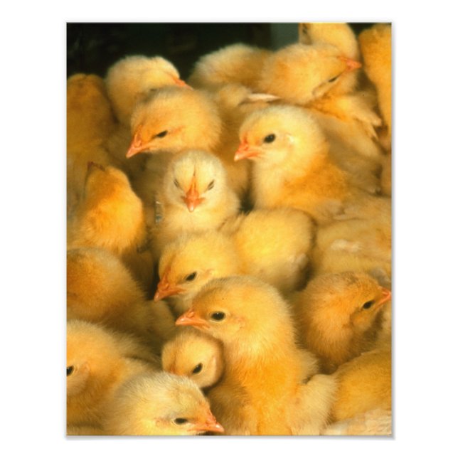 Yellow Baby Chicks Photo Print (Front)