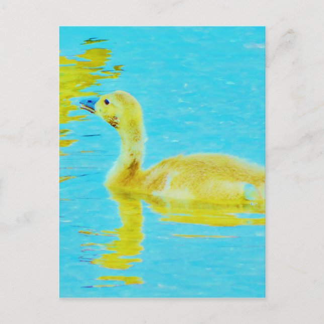 Yellow Baby goose with light blue water Postcard (Front)