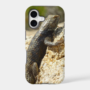 Yellow-Backed Spiny Lizard at Joshua Tree
