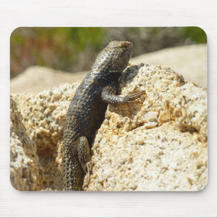 Yellow-Backed Spiny Lizard at Joshua Tree Mouse Pad