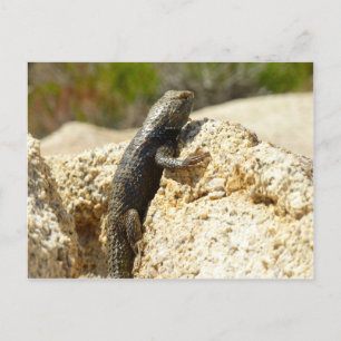 Yellow-Backed Spiny Lizard at Joshua Tree Postcard
