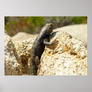 Yellow-Backed Spiny Lizard at Joshua Tree Poster