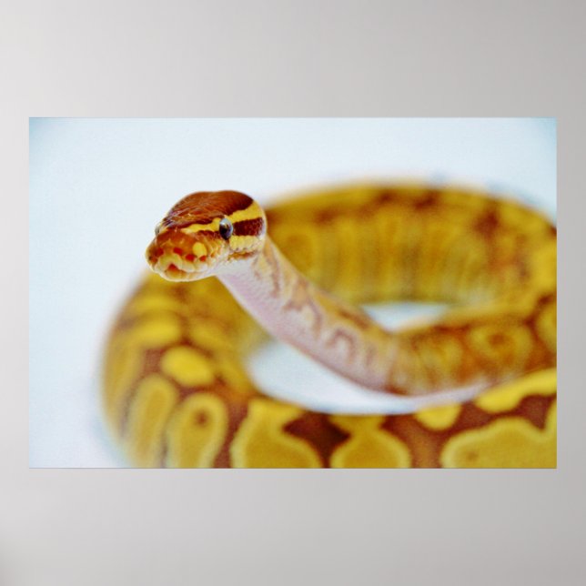 Yellow Ball Python Head Poster (Front)