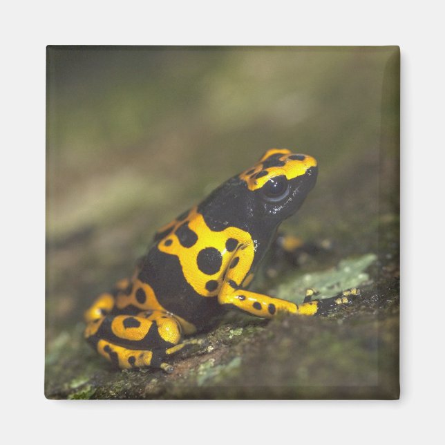 Yellow-banded Poison Dart Frog Dendrobates Magnet (Front)