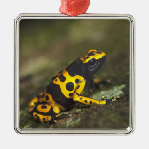 Yellow-banded Poison Dart Frog Dendrobates Metal Ornament