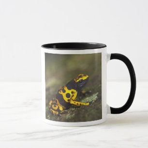 Yellow-banded Poison Dart Frog Dendrobates Mug