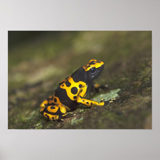 Yellow-banded Poison Dart Frog Dendrobates Poster (Front)