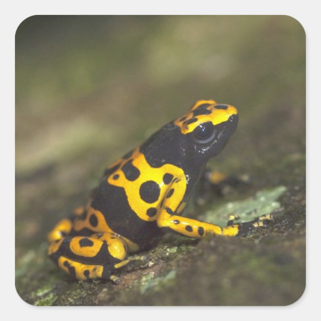 Yellow-banded Poison Dart Frog Dendrobates Square Sticker (Front)