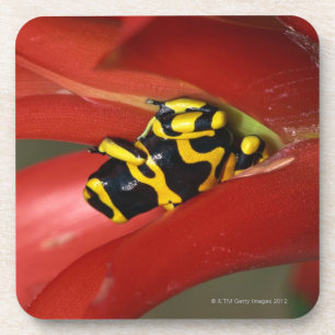 Yellow-banded poison frog coaster
