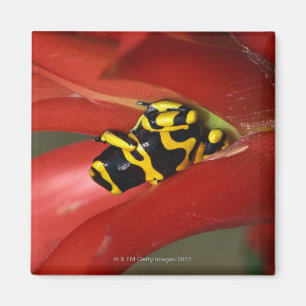 Yellow-banded poison frog magnet