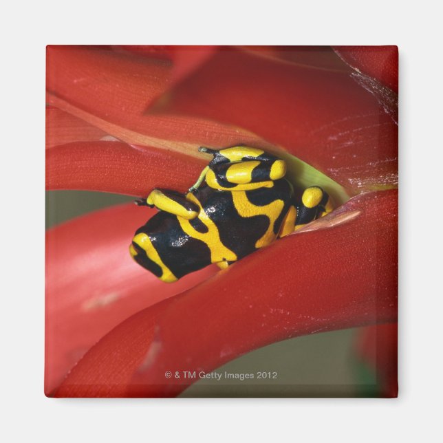 Yellow-banded poison frog magnet (Front)