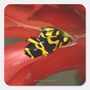Yellow-banded poison frog square sticker