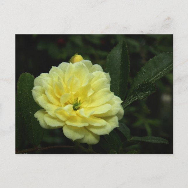 Yellow Banksia Rose Postcard (Front)