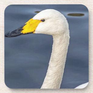 Yellow beaked swan hard plastic coasters