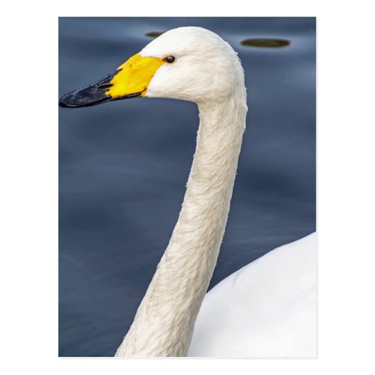 Yellow beaked swan postcard