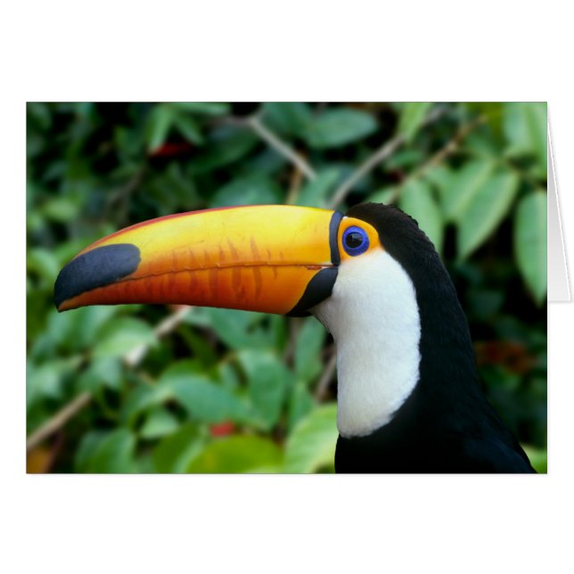 Yellow Beaked Toucan (Front Horizontal)